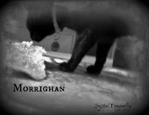 Morrighan the cat