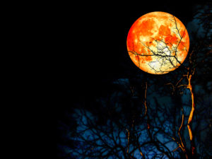 January Lunar Trifecta! Super Moon, Blue Moon, Blood Moon